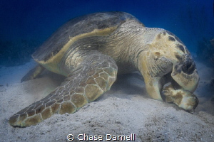 "Crunch and Munch"
A massive Loggerhead enjoying some lu... by Chase Darnell 